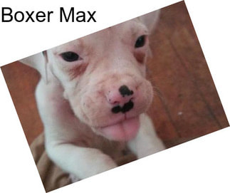 Boxer Max