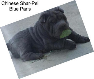 Chinese Shar-Pei Blue Paris