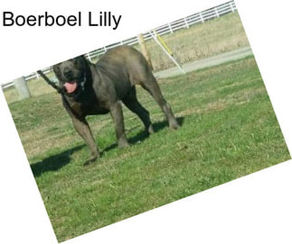 Boerboel Lilly