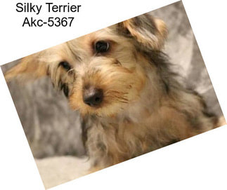 Silky Terrier Akc-5367