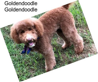 Goldendoodle Goldendoodle