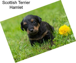 Scottish Terrier Hamlet