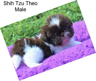 Shih Tzu Theo Male