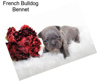 French Bulldog Bennet