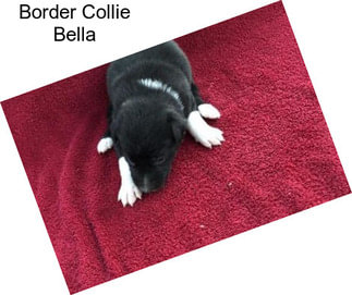 Border Collie Bella