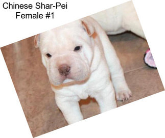 Chinese Shar-Pei Female #1