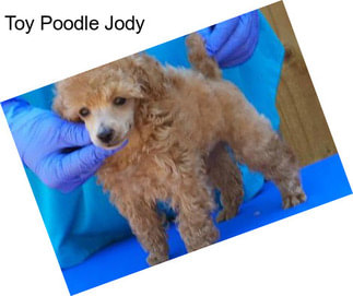 Toy Poodle Jody