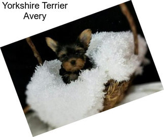 Yorkshire Terrier Avery