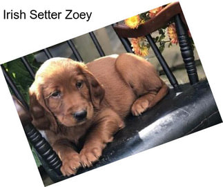 Irish Setter Zoey