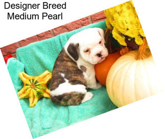 Designer Breed Medium Pearl