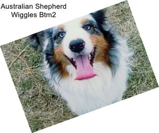 Australian Shepherd Wiggles Btm2