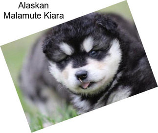 Alaskan Malamute Kiara