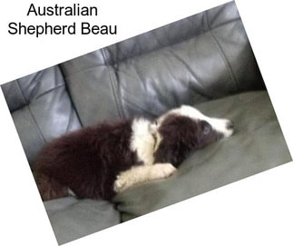 Australian Shepherd Beau