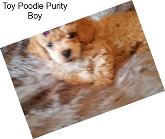 Toy Poodle Purity Boy