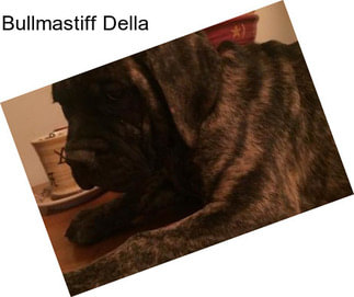 Bullmastiff Della