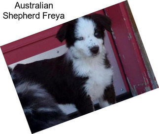Australian Shepherd Freya