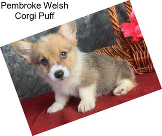 Pembroke Welsh Corgi Puff