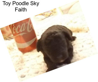 Toy Poodle Sky Faith