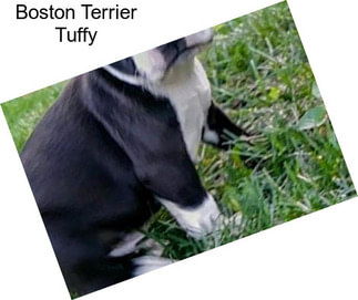 Boston Terrier Tuffy