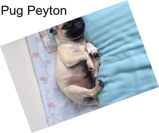 Pug Peyton