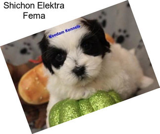 Shichon Elektra Fema