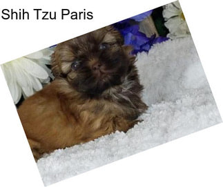 Shih Tzu Paris