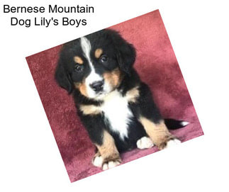 Bernese Mountain Dog Lily\'s Boys