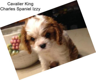 Cavalier King Charles Spaniel Izzy