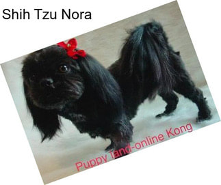 Shih Tzu Nora