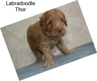 Labradoodle Thor