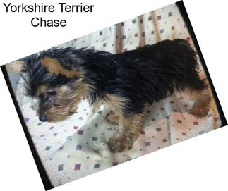 Yorkshire Terrier Chase