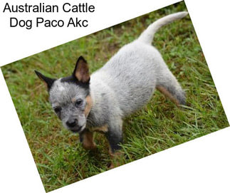 Australian Cattle Dog Paco Akc