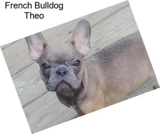 French Bulldog Theo