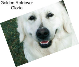 Golden Retriever Gloria
