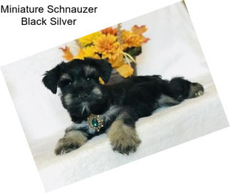 Miniature Schnauzer Black Silver