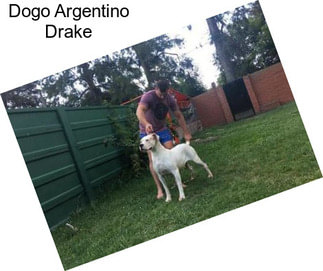 Dogo Argentino Drake