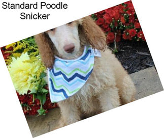 Standard Poodle Snicker