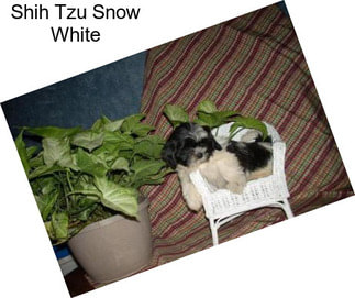 Shih Tzu Snow White