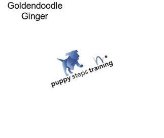 Goldendoodle Ginger