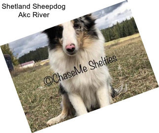 Shetland Sheepdog Akc River