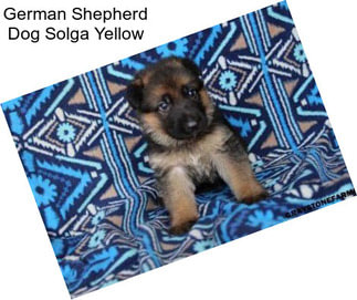 German Shepherd Dog Solga Yellow