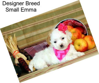 Designer Breed Small Emma
