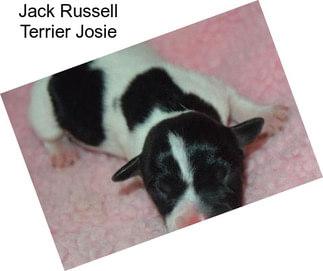 Jack Russell Terrier Josie