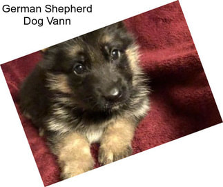 German Shepherd Dog Vann