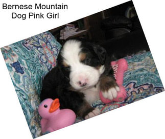 Bernese Mountain Dog Pink Girl