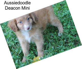 Aussiedoodle Deacon Mini