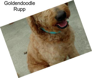 Goldendoodle Rupp