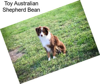Toy Australian Shepherd Bean