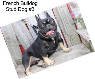 French Bulldog Stud Dog #3