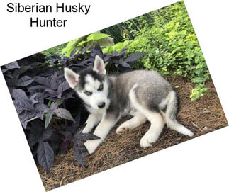 Siberian Husky Hunter